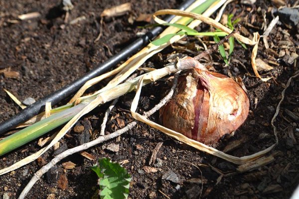 Кракен сайт 16